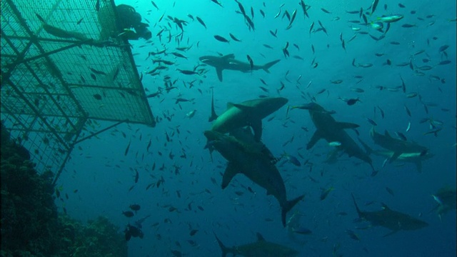 呼吸器潜水员拍摄丝鲨，从一个平台爬到另一个平台，上面有很多鲨鱼，沙特阿拉伯，海湾视频素材