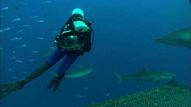 面对镜头的丝鲨，沙特阿拉伯，海湾视频素材