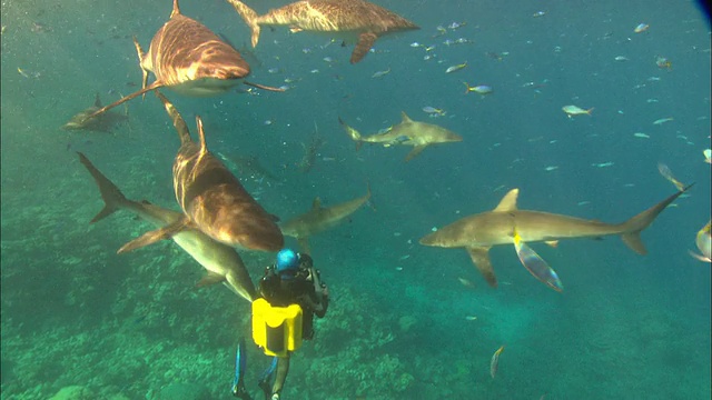 呼吸器潜水员拍摄丝鲨在海湾沙特阿拉伯海面附近成群游动视频素材