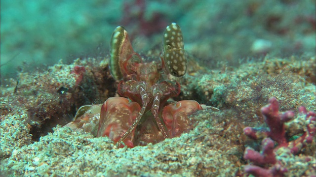 螳螂虾，哥斯达黎加，太平洋视频下载