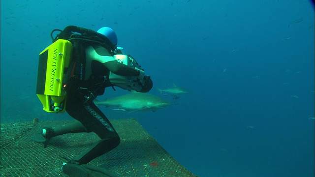 呼吸器潜水员拍摄丝鲨跪在平台上，沙特阿拉伯，海湾视频素材
