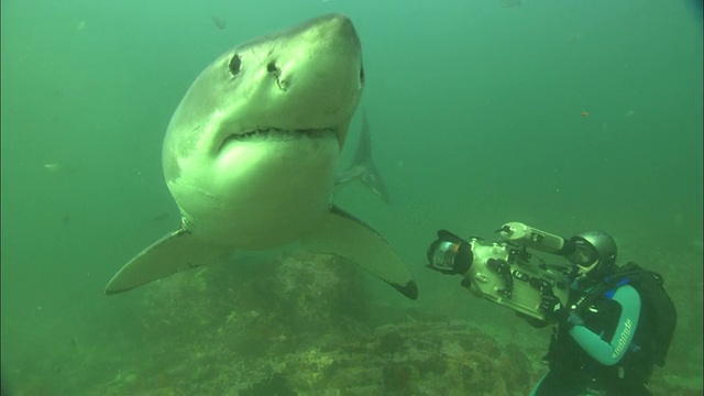 南非白鲨，Gansbaai视频素材