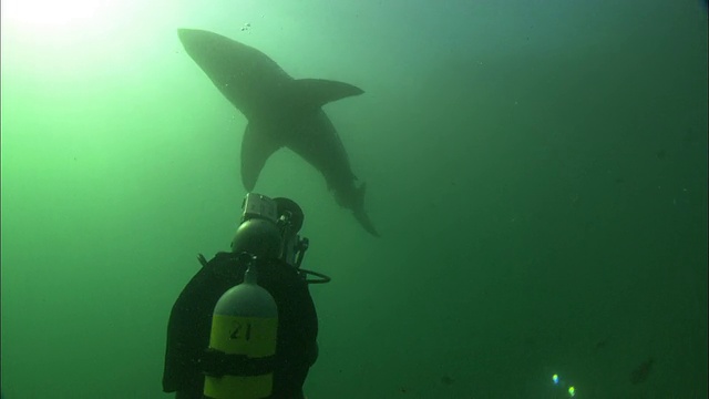 潜水员拍摄白鲨，南非甘斯拜视频素材