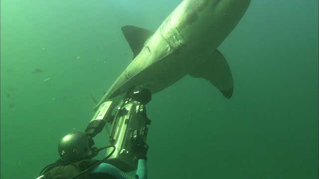 潜水员拍摄白鲨，南非甘斯拜视频素材