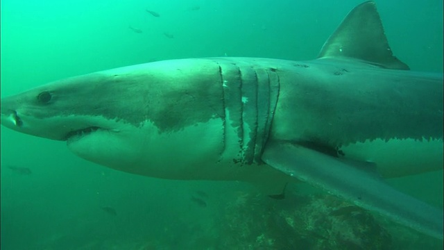 白鲨，从峡谷通过附近的摄影师，南非，甘斯拜视频素材