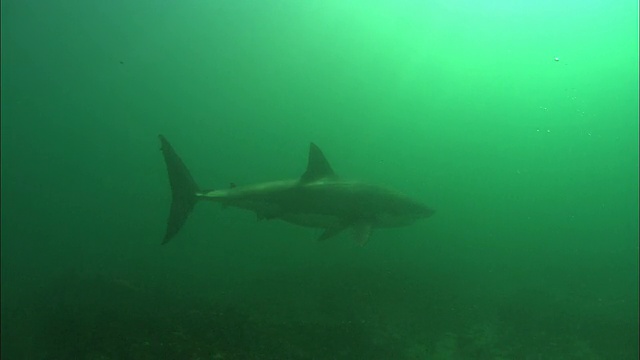 远处的白鲨，南非，甘斯拜视频素材