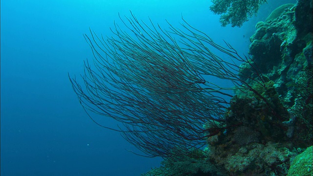 鞭珊瑚，帕劳，南太平洋视频下载