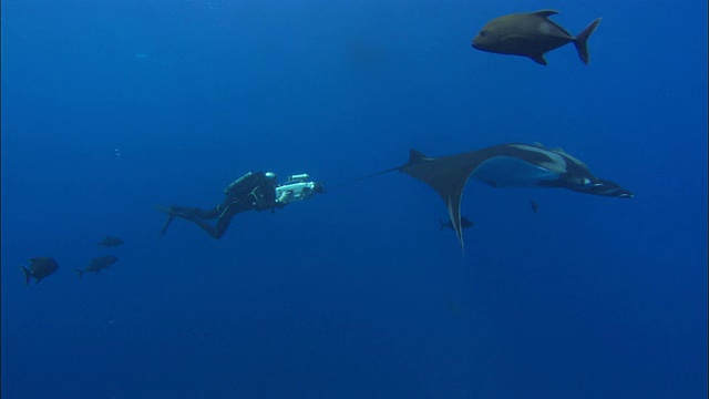 换气潜水员拍摄墨西哥蝠鲼视频素材