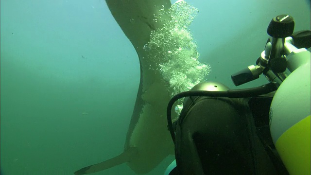 白鲨，南非，甘斯拜视频素材