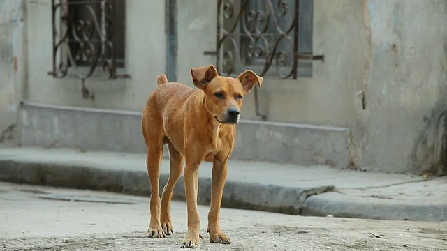 古巴哈瓦那流浪狗的照片视频下载