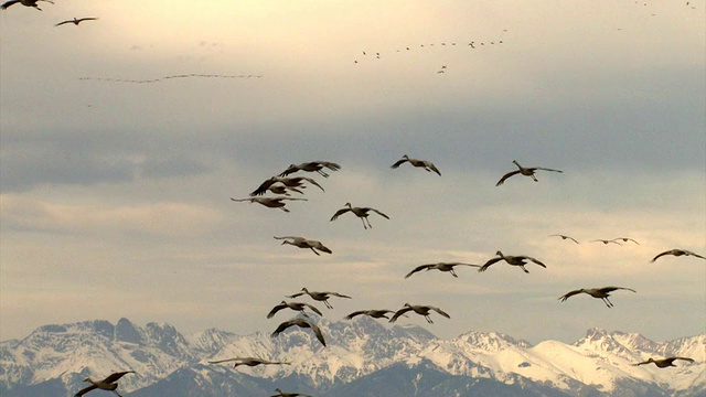 大沙丘鹤在天空中飞行/美国科罗拉多州的蒙特维斯塔视频素材