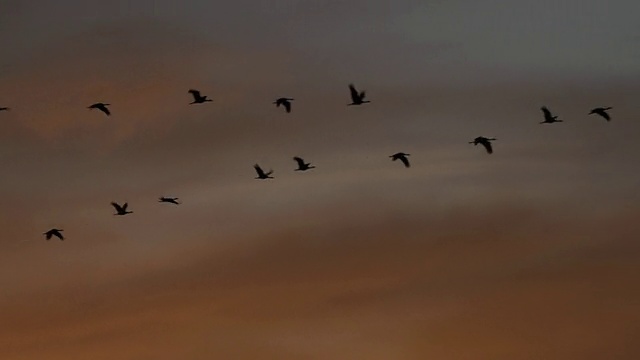 大沙丘鹤在日出时飞行/美国科罗拉多州的蒙特维斯塔视频素材