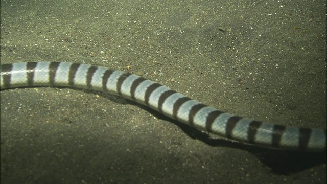 海蛇，游泳，中等近距离，印度尼西亚视频素材