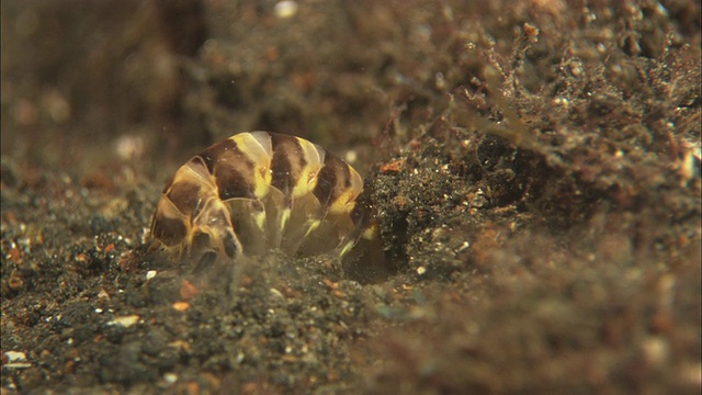 螳螂虾，毛刺印度尼西亚视频下载