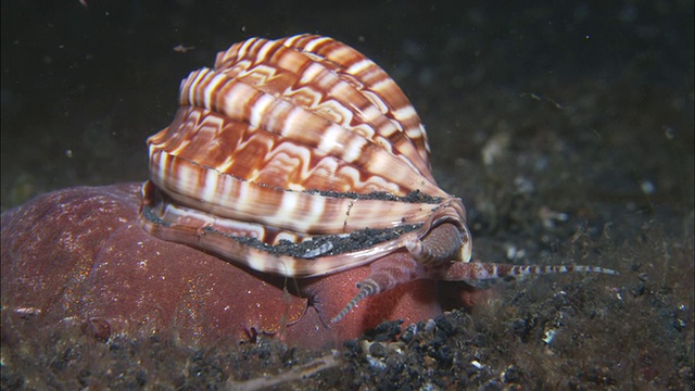 蜗牛，大，壳上棕白相间的肋骨，触手和虹吸伸展，移动，印尼视频下载