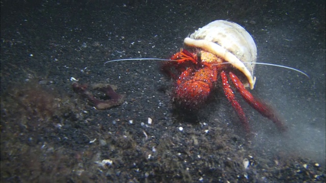 印度尼西亚寄居蟹，橙色，白色壳，在底部移动视频下载