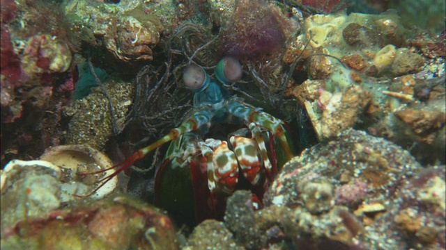 螳螂虾，从洞中窥视，印度尼西亚视频下载