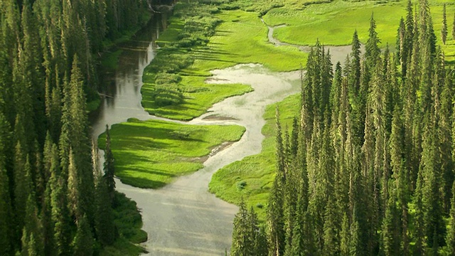 WS鸟瞰图绿色河流沼泽和常青树/华盛顿，美国视频素材