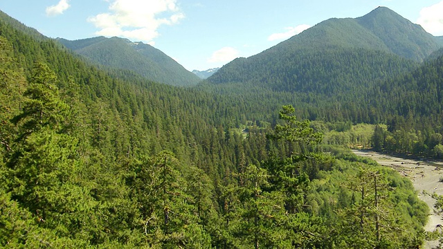 在前景中有树的Quinault山谷的WS鸟瞰图/华盛顿，美国视频素材