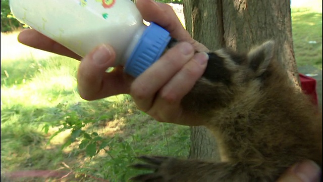 中等近距离手提式-一只小浣熊从一个瓶子里吃东西。视频素材