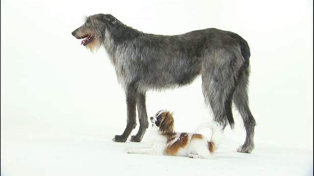 中度静电-一只爱尔兰狼犬和蝶耳犬一起在白色的表面上摆姿势。视频素材