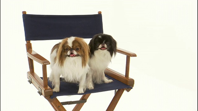 中等倾斜-日本下巴狗坐在导演的椅子上。视频素材
