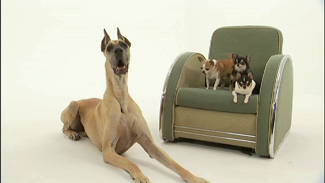 广角静态镜头——一只大丹犬躺在白色的地板上，旁边是三只坐在椅子上的吉娃娃犬。视频素材
