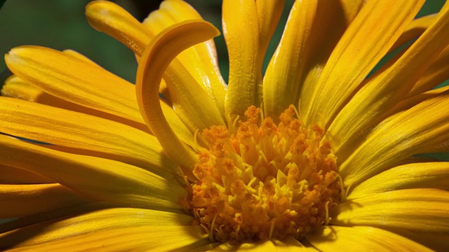 ECU T/L黄色雏菊开放的雄蕊照片/美国加州Studio City视频素材
