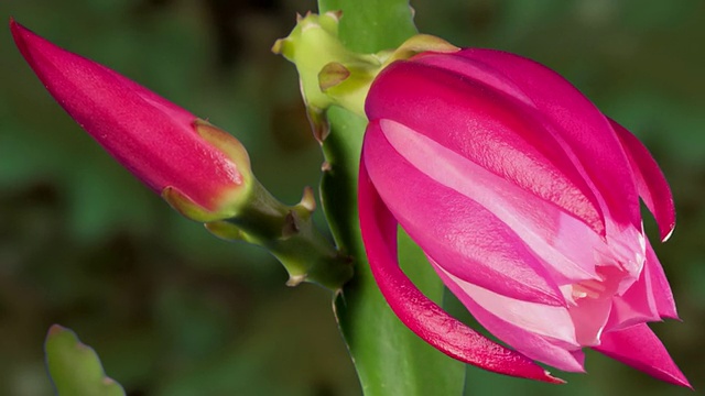 CU T/L在美国加州的仙人掌枝上拍摄的粉红色和白色的仙人掌花视频素材