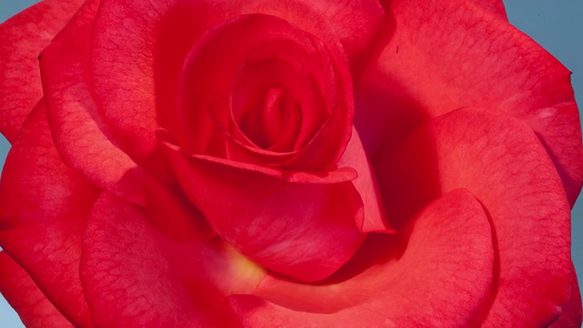 CU T/L红色玫瑰在蓝色背景下开放的照片/美国加州Studio City视频素材