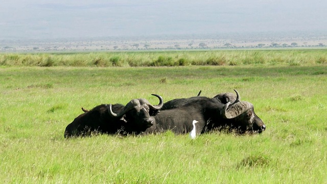 肯尼亚塞伦盖蒂大草原上躺着的三只水牛在吃草视频下载