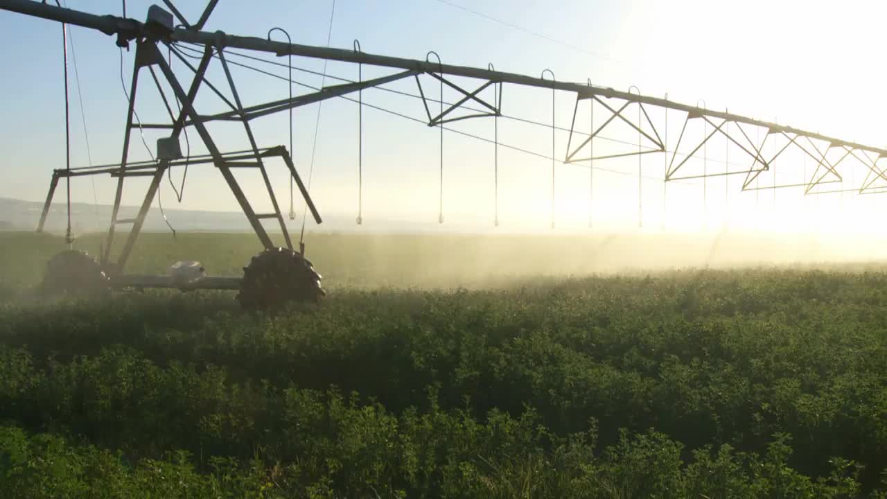 现代农业与大型灌溉喷灌器喷洒水在茂盛的作物/以色列加利利视频下载