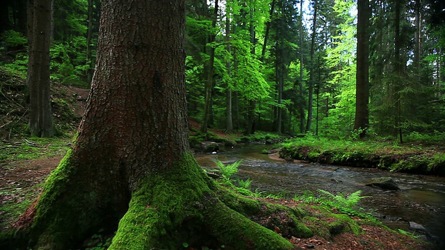 春天森林与小溪多莉拍摄视频素材