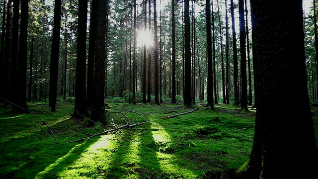 阳光追踪镜头中的绿色森林视频素材