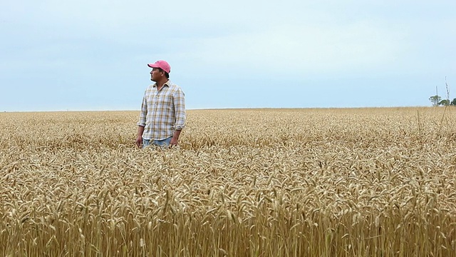美国弗吉尼亚州一名农民站在麦田里，遥望远方视频素材