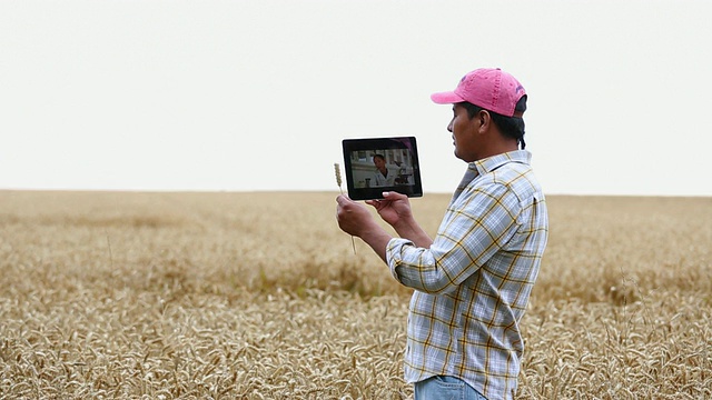 美国维吉尼亚州，农夫在麦田里用平板电脑和牡蛎与科学家交谈视频下载