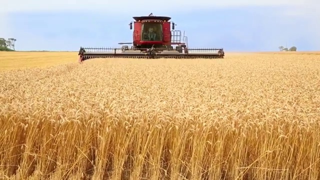 WS大型联合收获小麦/牡蛎，弗吉尼亚州，美国视频下载