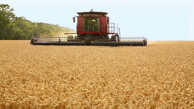WS大型联合收割机在炎热的太阳/牡蛎田收割小麦，弗吉尼亚州，美国视频素材