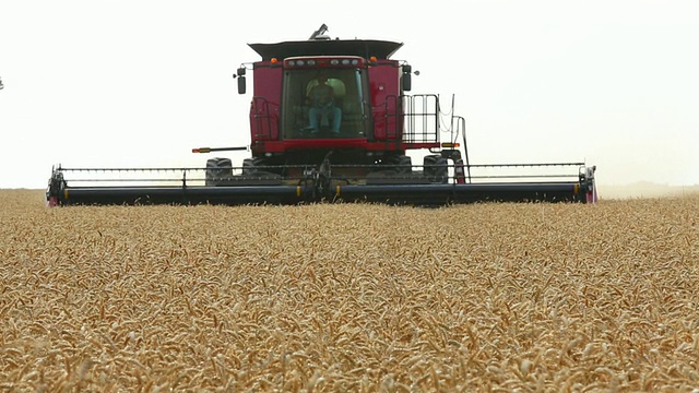 MS大型联合收割机在炎热的太阳/牡蛎田收割小麦，弗吉尼亚州，美国视频素材