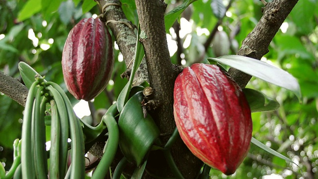美国夏威夷考艾岛树上的可可豆荚视频下载