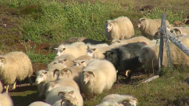 一群正在移动的绵羊的照片/冰岛北部的斯卡加富尔视频素材