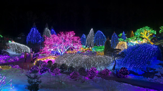 MS T/L拍摄于韩国庆畿道加平，圣诞假期的阿希果yo植物园视频素材
