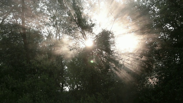 MS PAN拍摄的阳光从树木和天空/沼泽，弗吉尼亚，美国视频下载