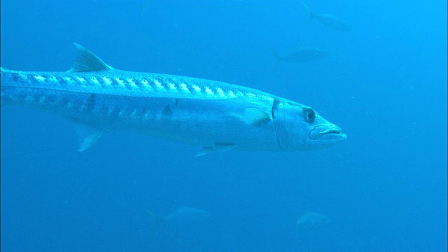 梭鱼，在巴哈马群岛的开阔海域游泳视频下载