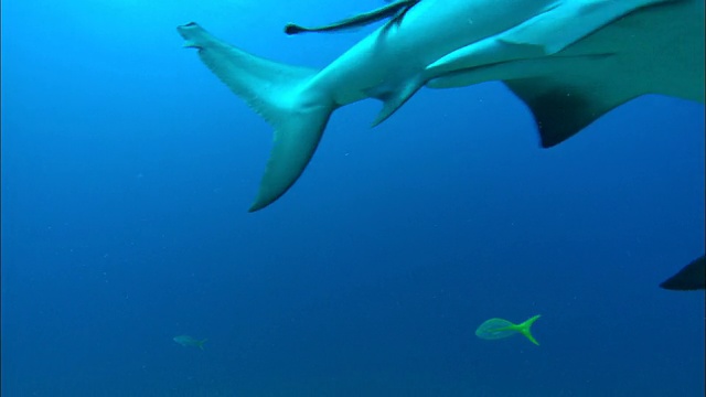 巴哈马群岛海床附近的灰色礁鲨视频下载