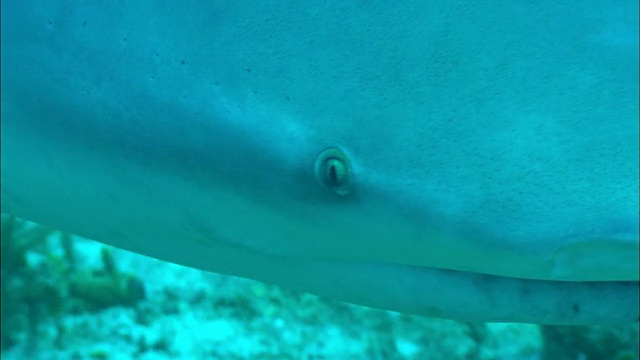 巴哈马群岛海底附近，水下的灰色礁鲨视频下载