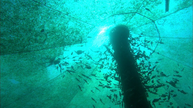 内部渔场，罗非鱼，翻杆，巴哈马视频下载