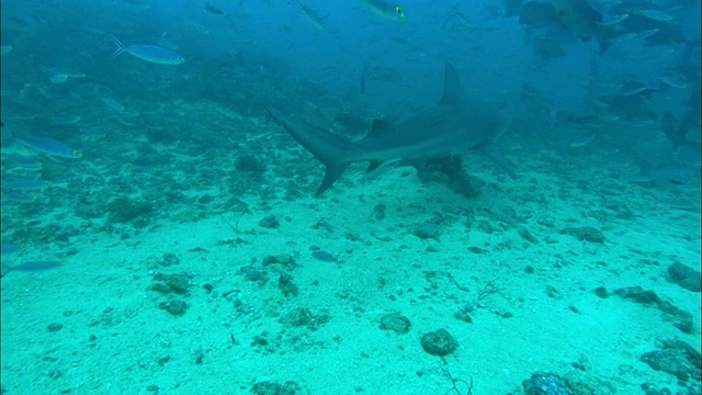 灰礁鲨，钝嘴鲨，护士鲨，水下，斐济，南太平洋视频下载