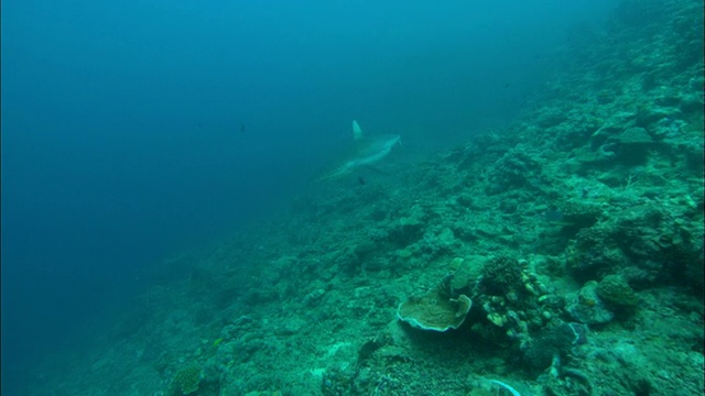 灰礁鲨，钝嘴鲨，礁，水下，斐济，南太平洋，南太平洋视频下载