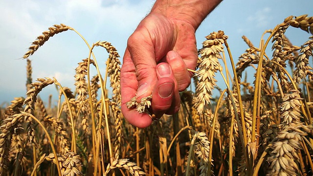 农夫的手在检查成熟的小麦视频下载